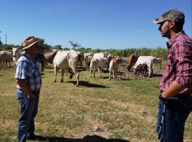 Sector  camaronero y ganadero listo para implementar el control de movilización  Trazar-Agro