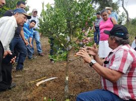 Productores de Francisco Morazán son capacitados sobre poda en cítricos